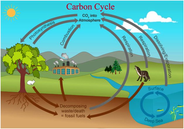 Carbon Cycle